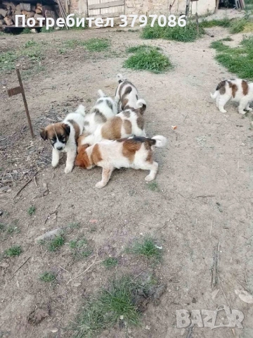 ПОДАРЯВАМ кученца 