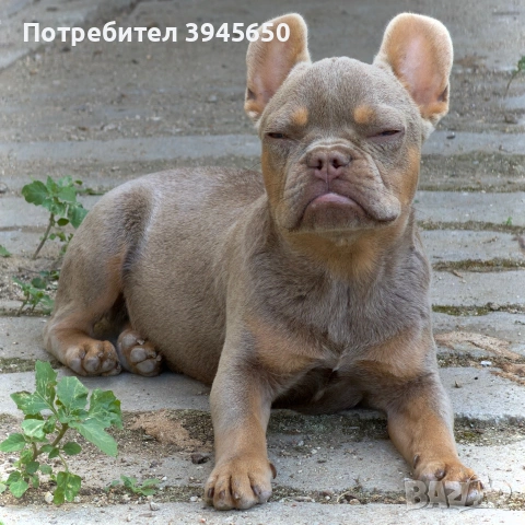Френски булдог - Изабела , снимка 3 - Френски булдог - 54485751