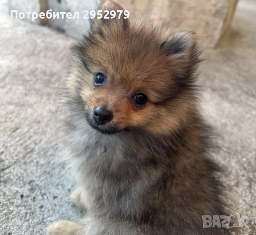 Продавам мини померанчета 🐾