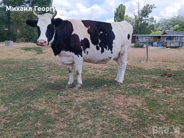 Продавам 2 бременни крави 
