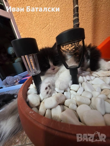 Персийски Котенца !!!, снимка 4 - Персийска - 54856152