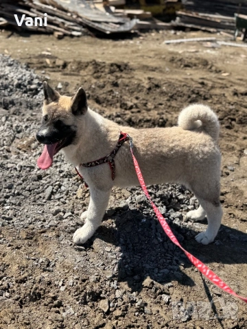 Американска акита кученце, снимка 2 - Акита - 53021892