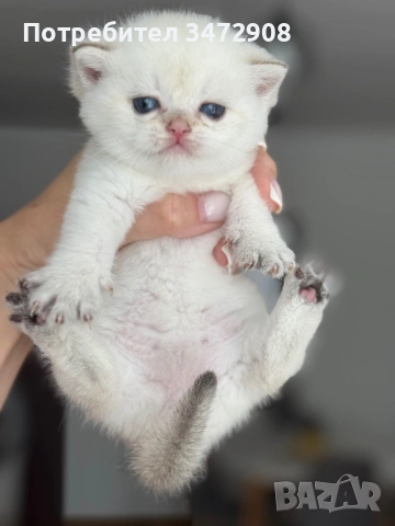 Британски котета, снимка 3 - Британска късокосместа - 54661880