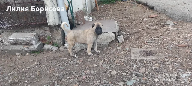 Продавам Кангали 