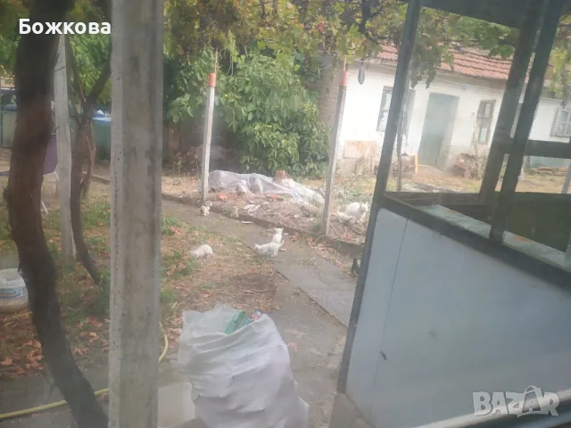 продавам 4  бели сиамски котенца, снимка 4 - Сиамска - 55648887