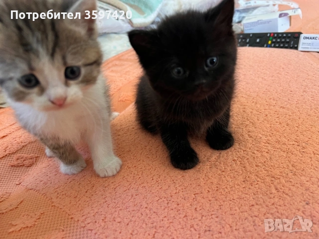 Котенца майка персийка баща ангорец , снимка 4 - Ангорски - 54076597