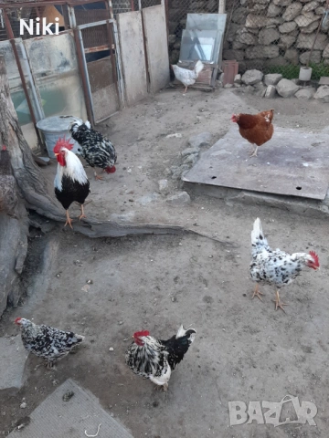 Продавам минало годишни кокошки 5бр.и два броя петли, снимка 6 - други­ - 54037464