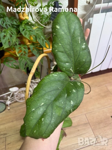 Hoya Хоя Elephant 