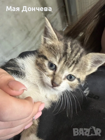 Подарявам малки котенца, снимка 2 - Други - 54652666