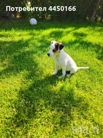 Малко кученце Джак ръсел, снимка 4 - Джак ръсел териер - 54344105