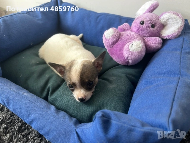 Продавам бебе Чихуахуа , снимка 3 - Чихуахуа - 54946959