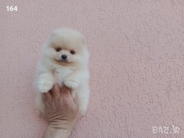 Померани. Реални снимки! , снимка 5 - Померан - 54122878