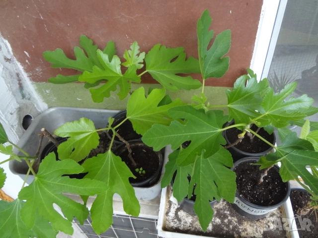 Смокини- 2 сорта в контейнери- Блек Мишън и Брънсуик, снимка 8 - Разсади - 54092194