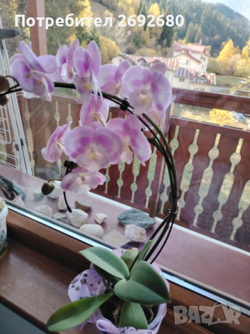 Кашпи,кори,саксии,течен тор за орхидеи, орхидея 