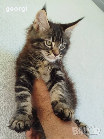 Коте Мейн Кун , снимка 4 - Мейн кун - 55104386