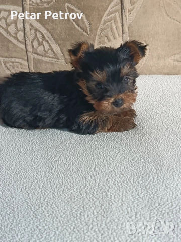 Йоркширски териер , снимка 3 - Йоркширски териер - 54063849