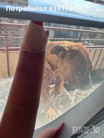 Питбул на 1 година, снимка 2 - Питбул - 54327652