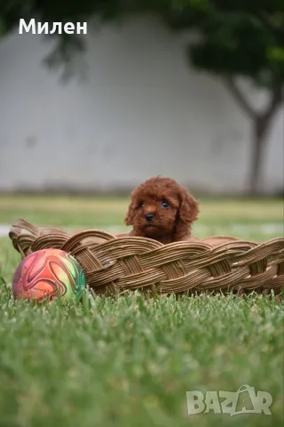 Той пудел Toy poodle, снимка 6 - Пудели - 55006000