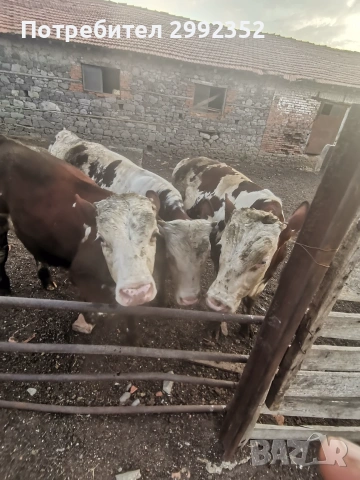 Majki mesodaini teleta 5 evro jivo teglo 3 broq mejdo 250 i 300 kg, снимка 2 - Крави - 55149076