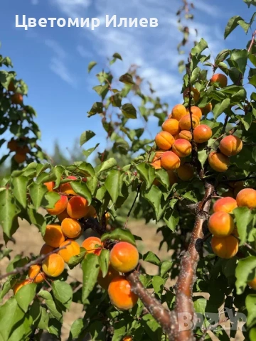 Кайсии сорт Харкот, снимка 4 - Домашни продукти - 55102852