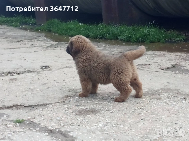 Тибетски мастиф , снимка 10 - Мастиф - 54087033