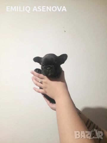 Френски Булфог, снимка 2 - Френски булдог - 54175204