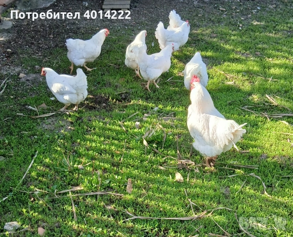 Яйца от Бял плимутрок. , снимка 2 - други­ - 53990192