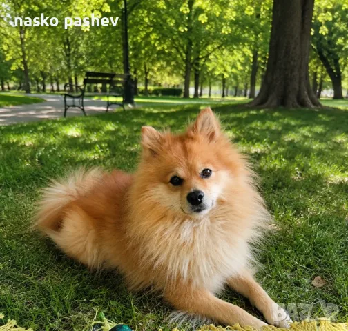 Продавам пумерански шпиц , снимка 3 - Померан - 55402344