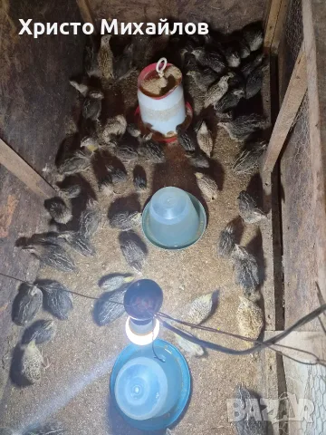 Продавам пъдпъдъци 