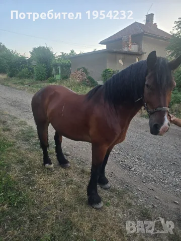 Продава се ! Много кротък , снимка 3 - Коне - 55344755
