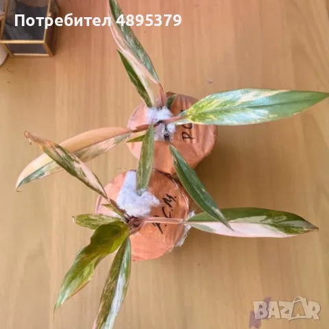 Philodendron Caramel Marble Variegata, снимка 5 - Стайни растения - 55395533