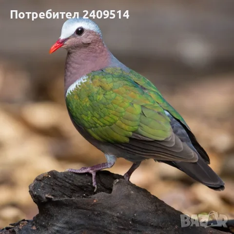 Екзотични гълъби