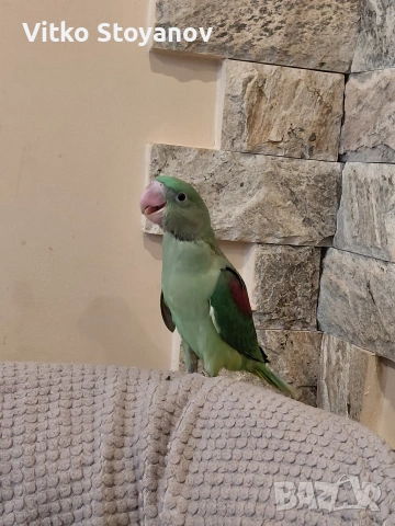 Ръчно хранени Големи Александри