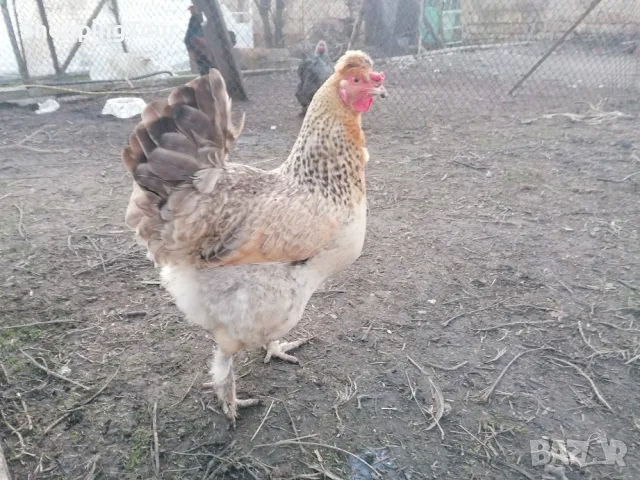 пилета за месо и безхолестеролни яйца 