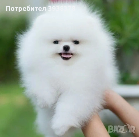 Мини померан, снимка 6 - Померан - 54928299