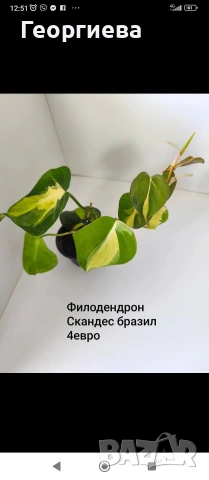 декоративно листни растения , снимка 9 - Стайни растения - 54615459