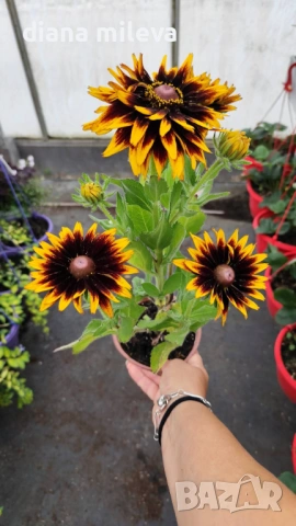Рудбекия, Rudbeckia hirta pawnee spirit gold black eye, снимка 4 - Градински цветя и растения - 54887629