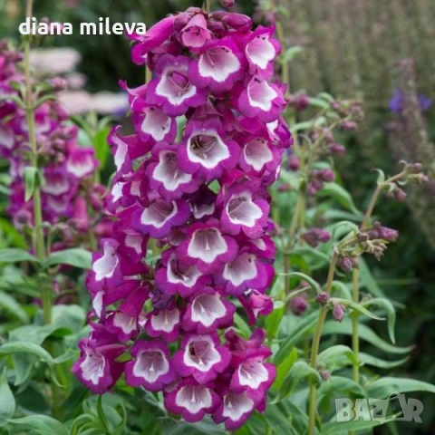 Пенстемон лилав, Penstemon polaris Purple, студоустойчив