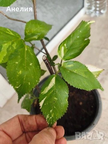 Acalypha wilkesiana с шарени листа, снимка 3 - Стайни растения - 55045875