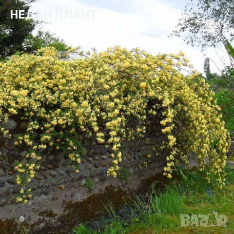 Роза "Лейди Банкс" (жълта)