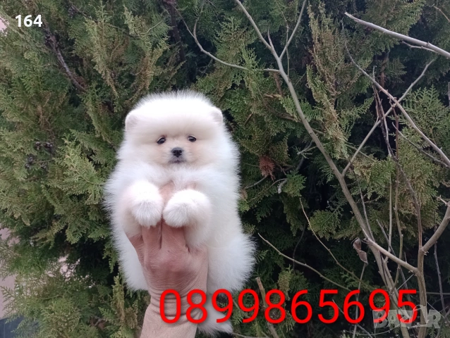 Мъжки и женски Померани.Реални снимки ! 