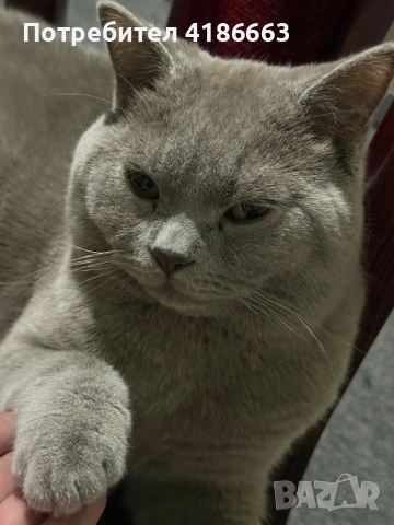 Британска късокосместа цвят люляк за разплод , снимка 14 - Британска късокосместа - 52412010