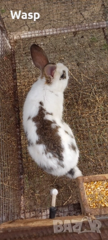 Продавам или заменям , снимка 3 - Чинчили - 54206092