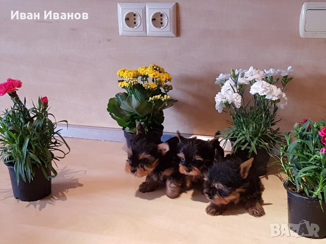Йоркширски териер мини , снимка 2 - Йоркширски териер - 54678282