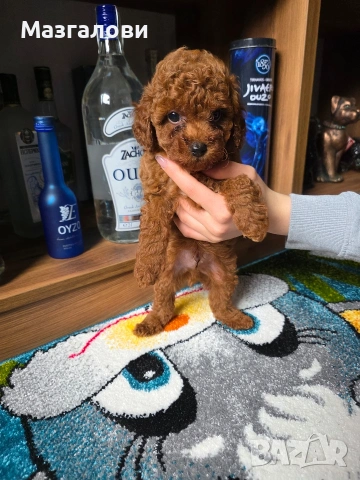 Продавам Той Пудел, снимка 5 - Пудели - 54016922