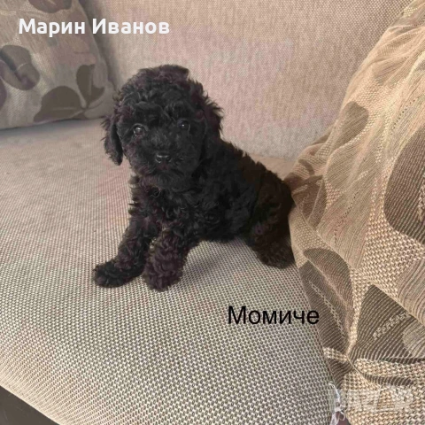 Мини пуделче, момиче 