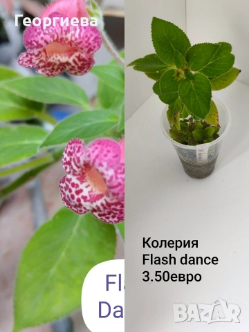 колерия , снимка 10 - Стайни растения - 54716817
