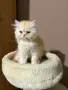 Персийски котенца , снимка 1