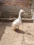 Качулата чешка гъска, снимка 3