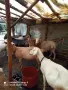 Продавам кози за дамазлък, снимка 4